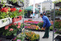 Blumenmärkte © Die Wiener Gärtner